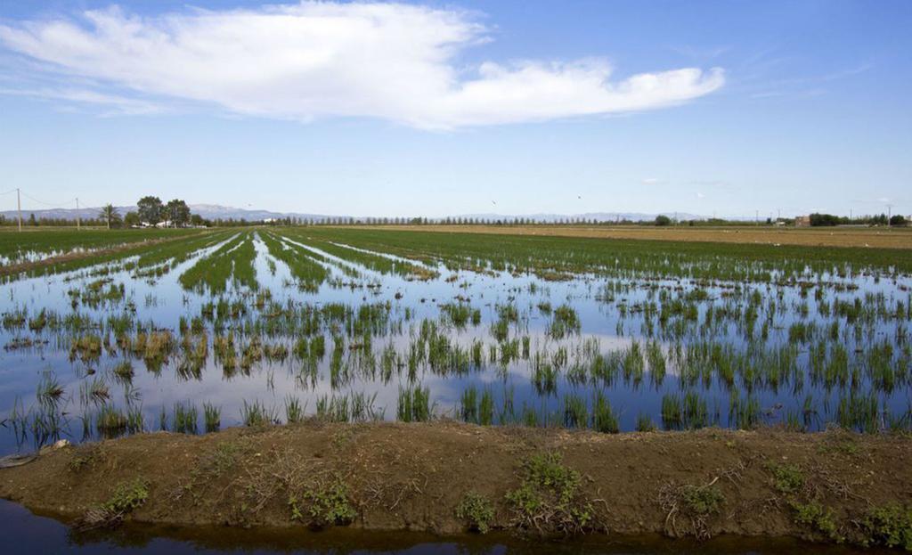 Mi Apartamento En El Delta Del Ebro Deltebre Eksteriør bilde